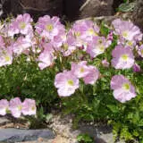 Oenothera Pink Evening Primrose P68oenpep - Garden Express Australia