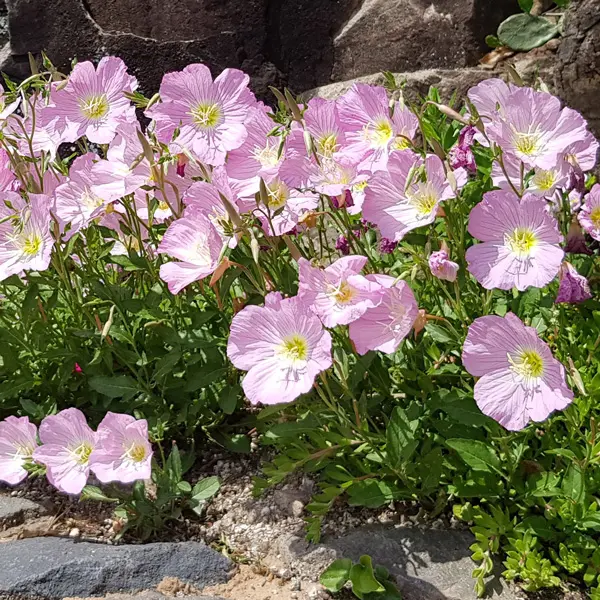 Oenothera Pink Evening Primrose