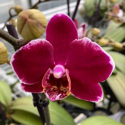 Orchid Phalaenopsis Single Stem Red P85ophssr - Garden Express Australia
