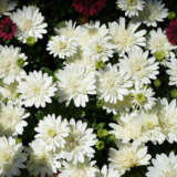 Osteospermum 3d White P68ostwhi - Garden Express Australia