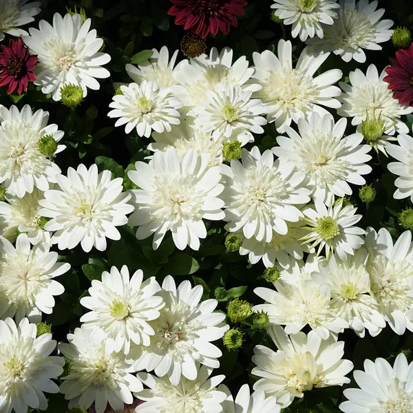 Osteospermum 3d White