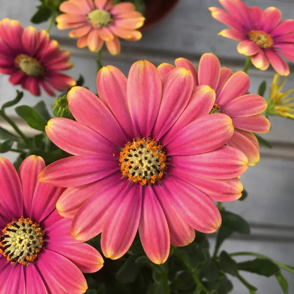 Osteospermum Pink Sun