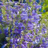 Penstemon Blue P68penblu - Garden Express Australia
