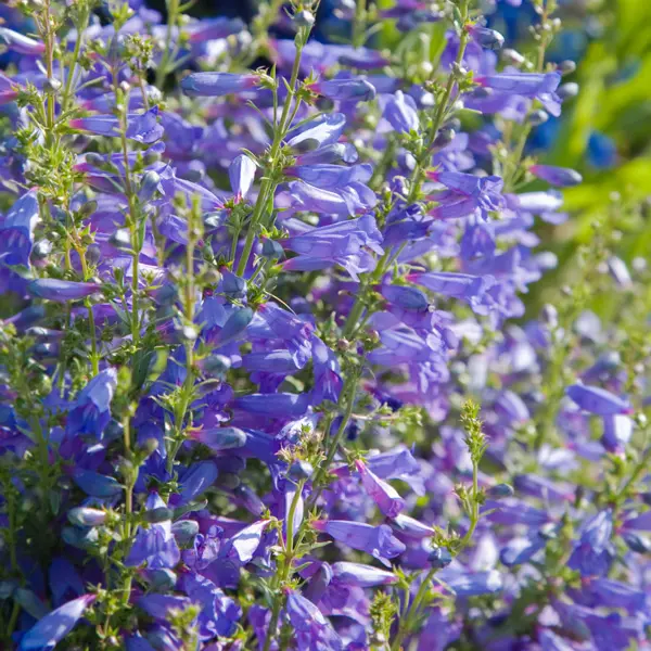 Penstemon Blue