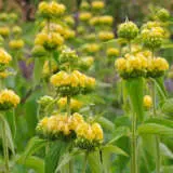 Phlomis Yellow Jerusalem Sage P68phlyjs - Garden Express Australia
