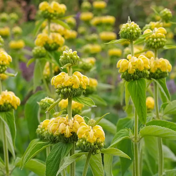 Phlomis Yellow Jerusalem Sage