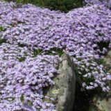 Phlox Blue Ridge P68phlbri - Garden Express Australia