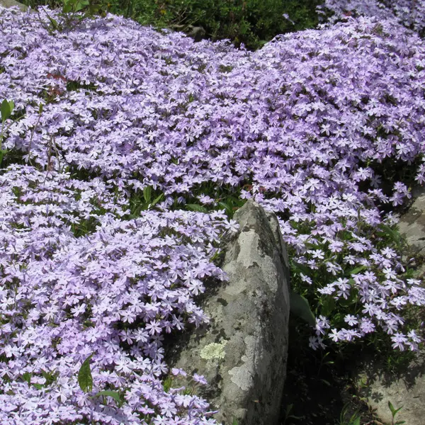 Phlox Blue Ridge Phlox Blue Ridge