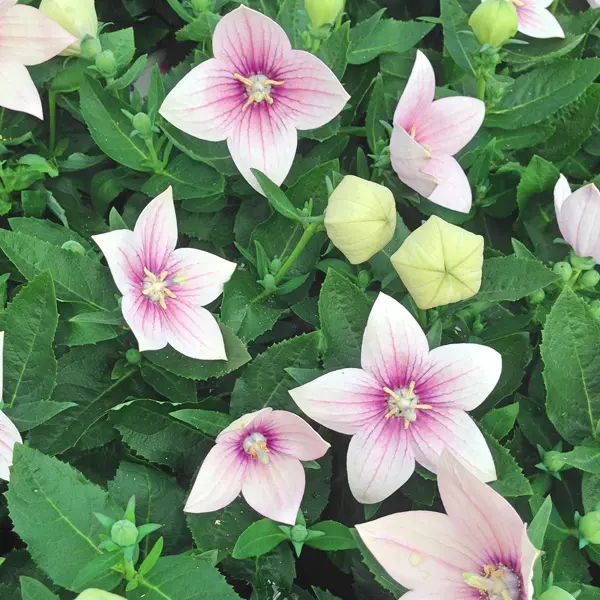 Platycodon Balloon Flower Pink
