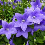 Platycodon Balloon Flower Sentimental Blue Platycodon Balloon Flower Sentimental Blue