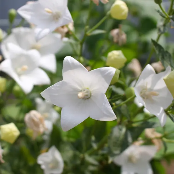 Platycodon Balloon Flower White