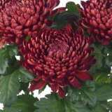 Pot Chrysanthemum Cosmo Bordeaux P10pchcbo - Garden Express Australia