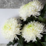 Pot Chrysanthemum Cosmo Fresh Lime P10pchcfl - Garden Express Australia