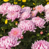 Pot Chrysanthemum Cosmo Pink P10pchcpi - Garden Express Australia