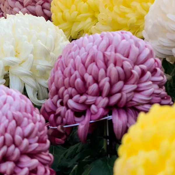 Pot Chrysanthemum – Cosmo Purple