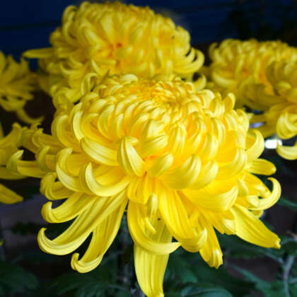 Pot Chrysanthemum Cosmo Yellow Improved P10pchcyi - Garden Express Australia