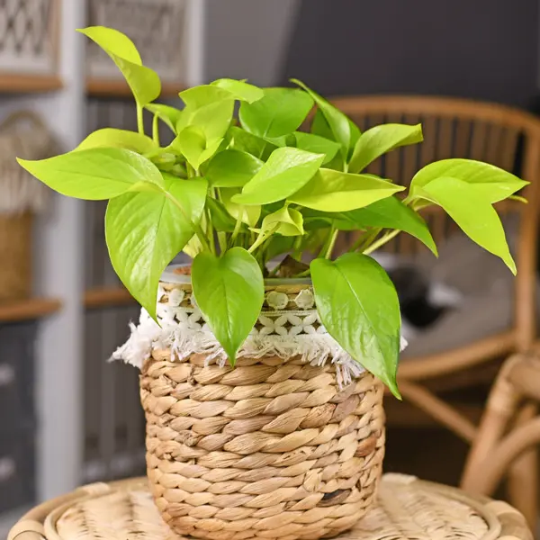 Pothos Goldilocks