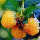 Raspberry Yellow P75rasyel - Garden Express Australia