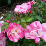 Rose Flower Carpet Pink Splash P14rosfcps 1 - Garden Express Australia