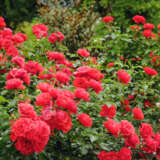 Rose Flower Carpet Scarlet P14rosfcs - Garden Express Australia