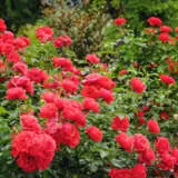 Rose Flower Carpet Scarlet P14rosfcs - Garden Express Australia