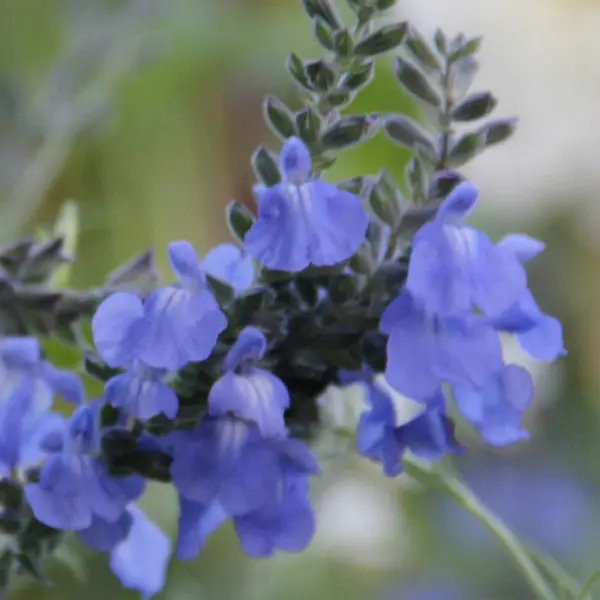Salvia Azurea Salvia Azurea