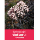 Sambucus Elderberry Black Lace Label P20sambla - Garden Express Australia