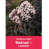 Sambucus Elderberry Black Lace Label P20sambla - Garden Express Australia