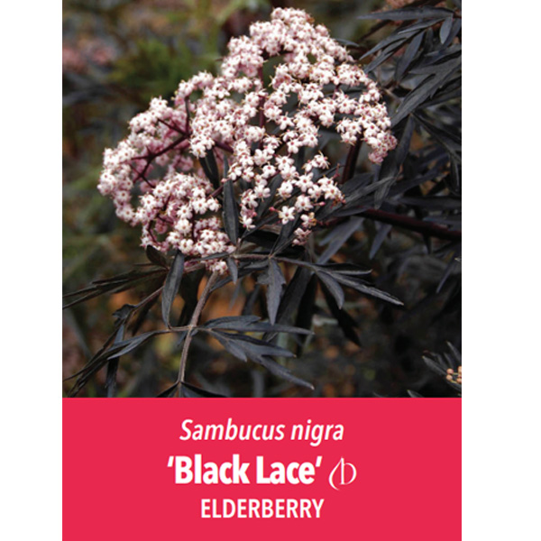 Sambucus Elderberry Black Lace (pbr)