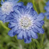 Scabiosa Deep Blue Scabiosa Deep Blue
