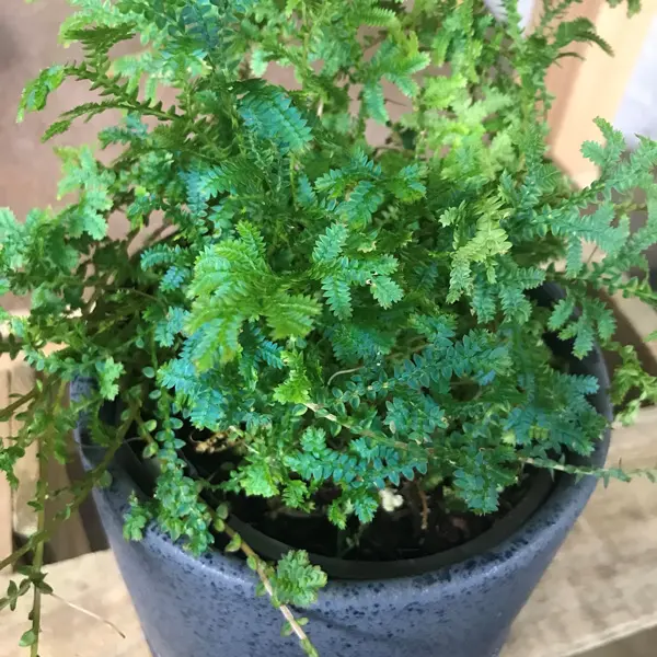 Selaginella Blue Club Moss