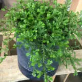 Selaginella Green Club Moss P13selgcm - Garden Express Australia