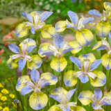 Siberian Iris Tipped In Blue