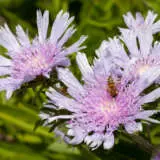 Stokesia Mauve Skyrocke P68stomsr - Garden Express Australia