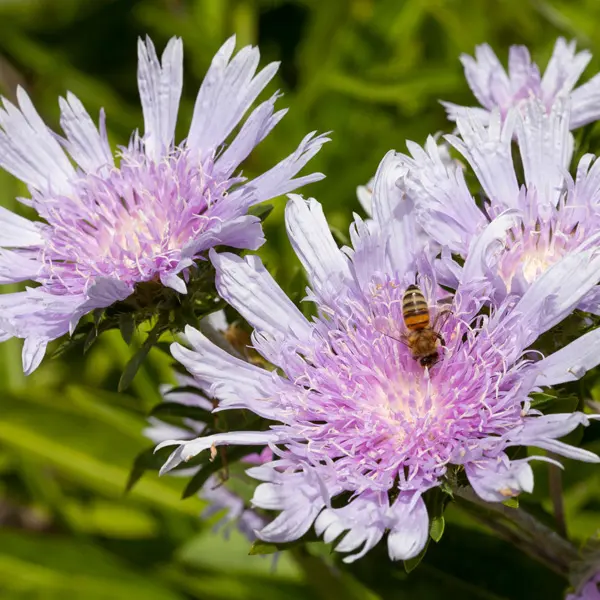 Stokesia Mauve Skyrocket