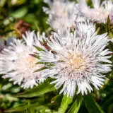 Stokesia White Skyrocket Stokesia White Skyrocket