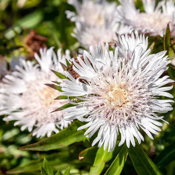 Stokesia White Skyrocket Stokesia White Skyrocket