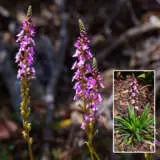 Stylidium Raptor Pink P68styrpi - Garden Express Australia
