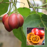 Tamarillo Tree Tomato Pb10tamttm - Garden Express Australia