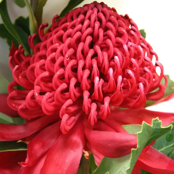 Telopea Enchanted Dawn