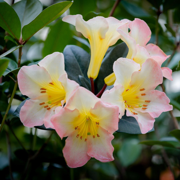 Vireya Rhododendron Cara Mia