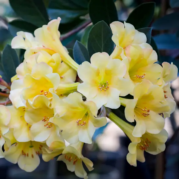 Vireya Rhododendron Meadow Yellow Vireya Rhododendron Meadow Yellow