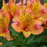 Alstroemeria Orange Pkalsora - Garden Express Australia