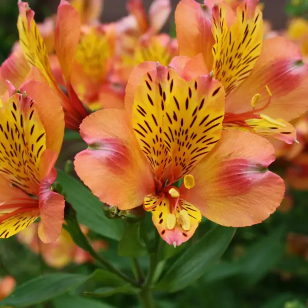 Alstroemeria Orange