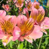 Alstroemeria Pink Pkalspin - Garden Express Australia
