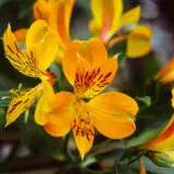 Alstroemeria Yellow Pkalsyel - Garden Express Australia