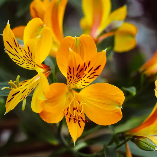Alstroemeria Yellow