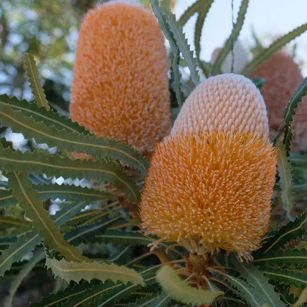 Banksia Growing Guide Banksia Burdettii P14banbur - Garden Express Australia