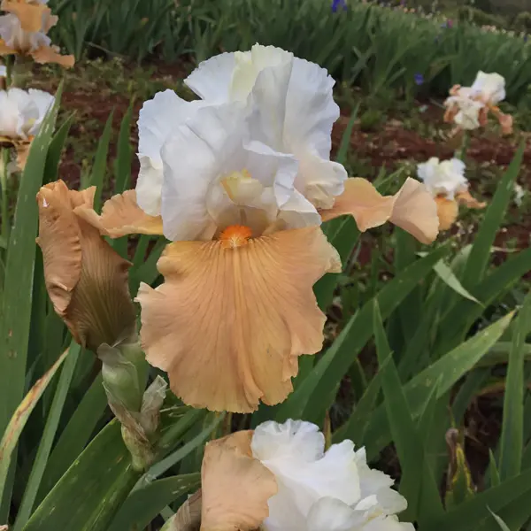 Bearded Iris Beach Girl Bearded Iris Beach Girl