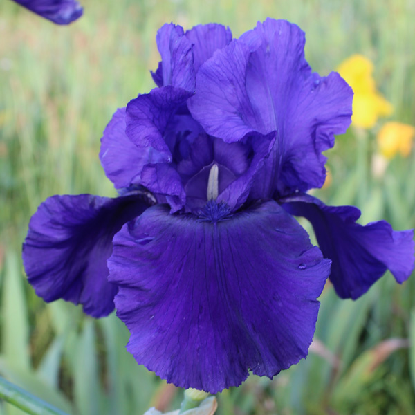 Bearded Iris Majesty